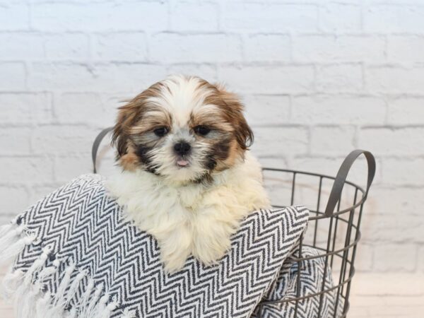 Shih Tzu Dog Male Gold & White 36121 Petland Novi, Michigan