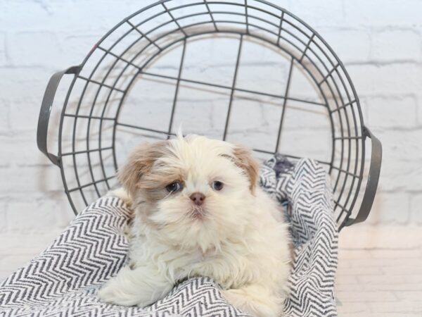 Shih Tzu Dog Female Lemon & White 36122 Petland Novi, Michigan