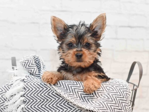 Yorkshire Terrier Dog Male Black & Tan 36156 Petland Novi, Michigan