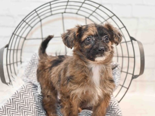 Shih/Pom/Poodle Dog Female Brindle 36167 Petland Novi, Michigan