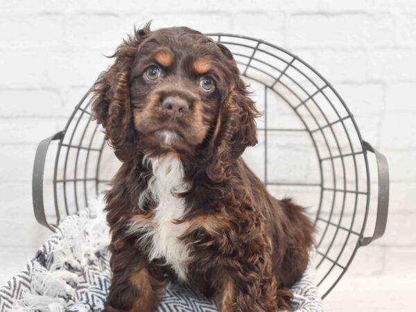 Cocker Spaniel Dog Female Brown & Tan 36171 Petland Novi, Michigan