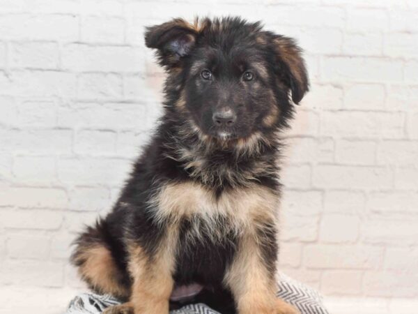 German Shepherd Dog Female Black & Tan 36180 Petland Novi, Michigan