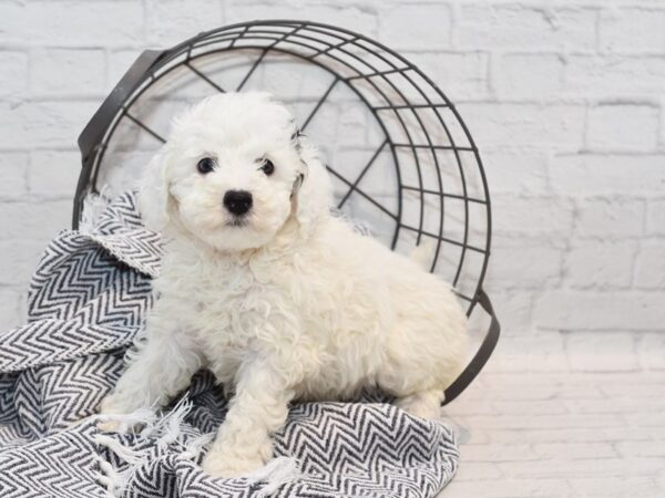 Miniature Poodle Dog Male White w/Black spots 36178 Petland Novi, Michigan