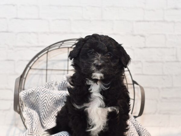 Aussiepoo Dog Female Black w/White Marks 36183 Petland Novi, Michigan