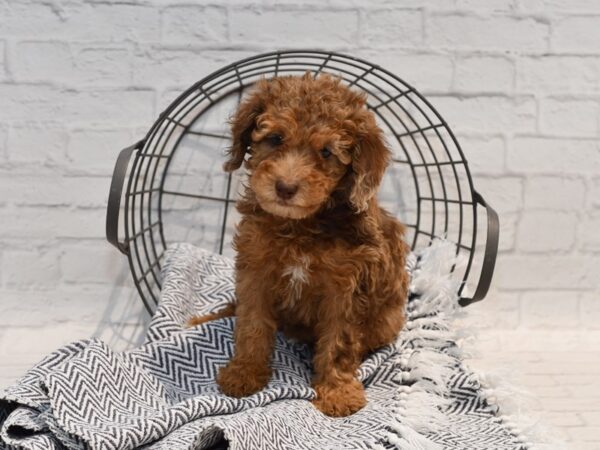 Miniature Poodle-Dog-Female-Chocolate Merle-36160-Petland Novi, Michigan