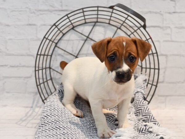 Jack Russell Terrier Dog Female Brown / White 36172 Petland Novi, Michigan