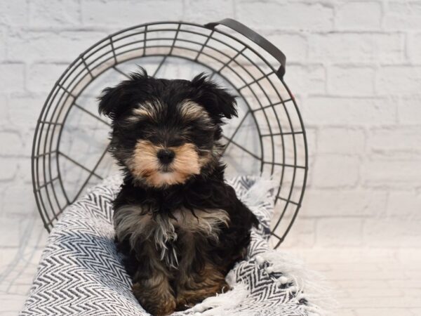 Morkie Dog Male Black & Tan 36182 Petland Novi, Michigan