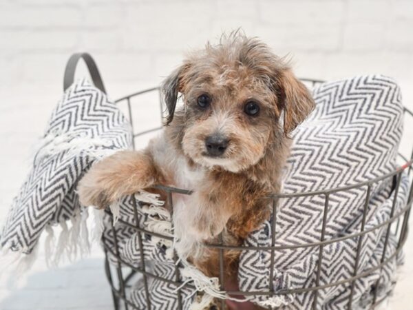 Chih-Poo Dog Male Chocolate Merle 36189 Petland Novi, Michigan