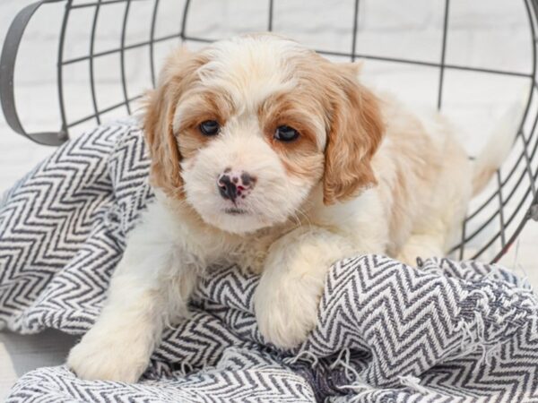 Cavachon Dog Male Blenheim 36196 Petland Novi, Michigan