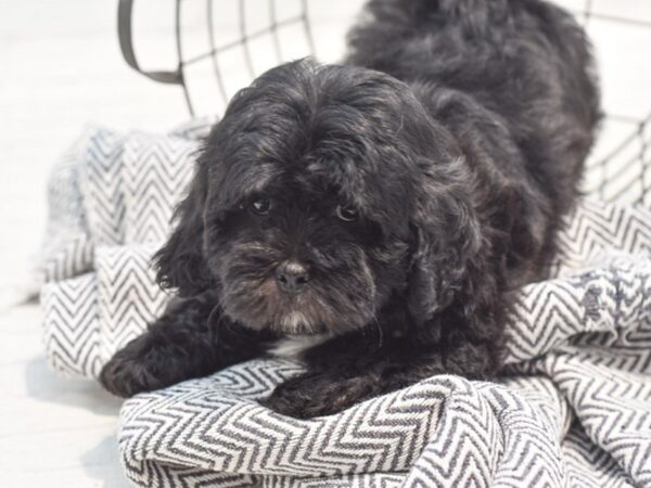 Shihpoo Dog Male Black 36197 Petland Novi, Michigan