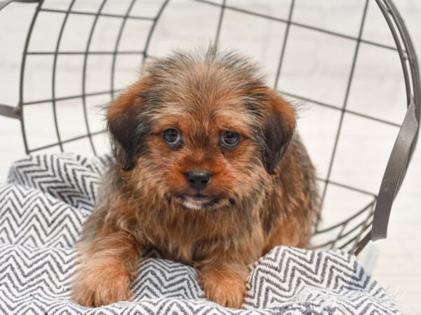 Shorkie Dog Male Brindle & White 36200 Petland Novi, Michigan