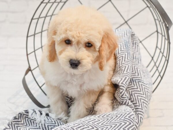 Bichonpoo-Dog-Male-Cream-36201-Petland Novi, Michigan