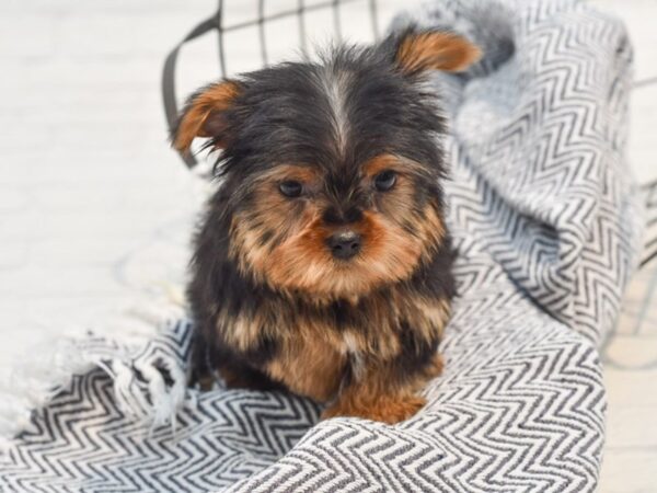 Yorkshire Terrier Dog Male Black & Tan 36205 Petland Novi, Michigan