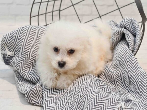 Bichon Frise Dog Male White 36207 Petland Novi, Michigan