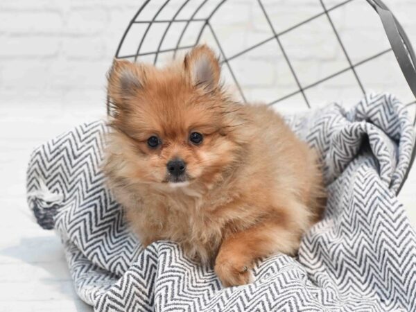 Pomeranian-Dog-Male-Orange-36208-Petland Novi, Michigan