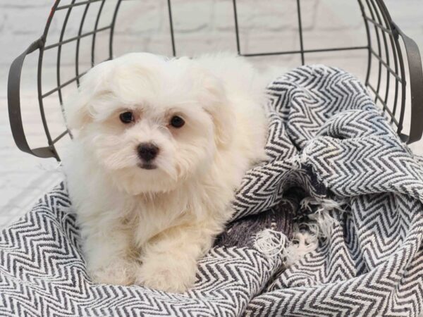 Maltese Dog Male White 36209 Petland Novi, Michigan