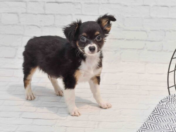 Chihuahua Dog Male Black Tan / White 36210 Petland Novi, Michigan