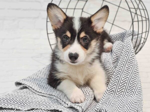 Pembroke Welsh Corgi Dog Male Black Tan / White 36211 Petland Novi, Michigan