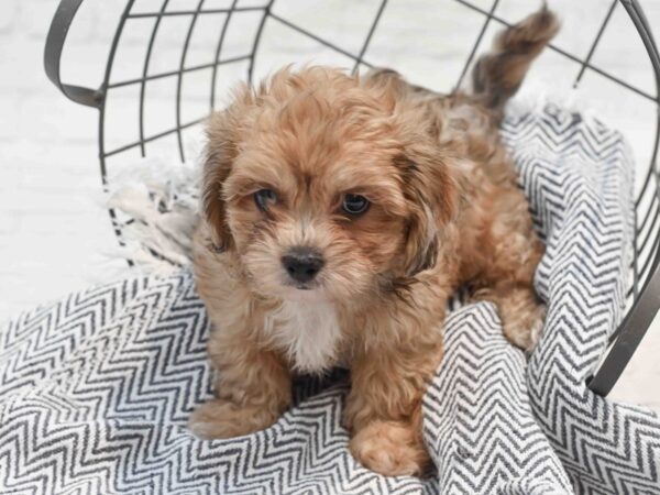 Shihpoo Dog Female Chocolate 36212 Petland Novi, Michigan