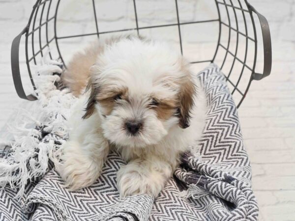 Teddy Bear Dog Male Brown & White 36216 Petland Novi, Michigan