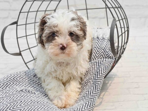 Shih Malt Dog Male Chocolate Merle 36217 Petland Novi, Michigan