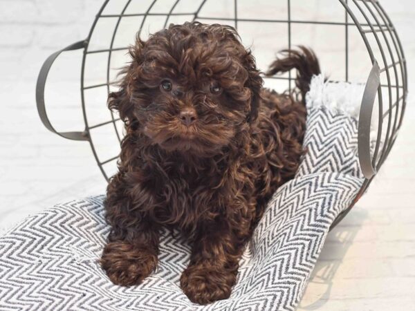 Shih Malt-Dog-Female-Chocolate-36218-Petland Novi, Michigan