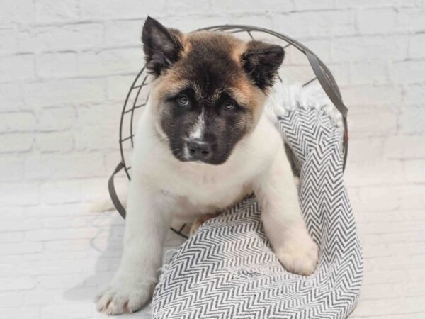 Akita Dog Male Brown / White 36219 Petland Novi, Michigan