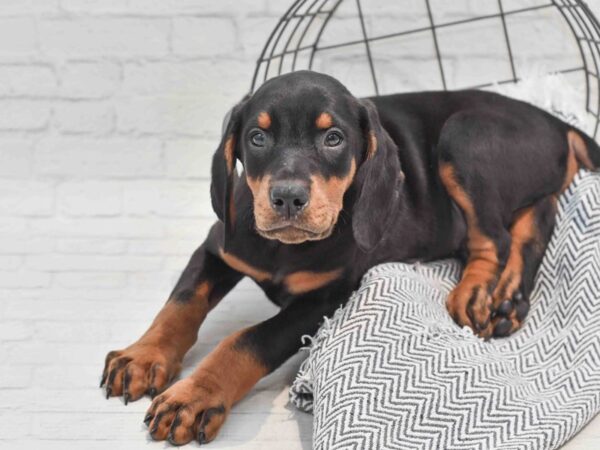 Doberman Pinscher Dog Male Black / Rust 36220 Petland Novi, Michigan