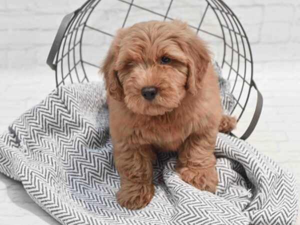 Mini Goldendoodle-Dog-Male-Golden-36221-Petland Novi, Michigan