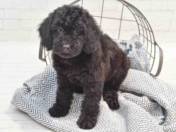 Mini Goldendoodle Dog Female Black 36222 Petland Novi, Michigan