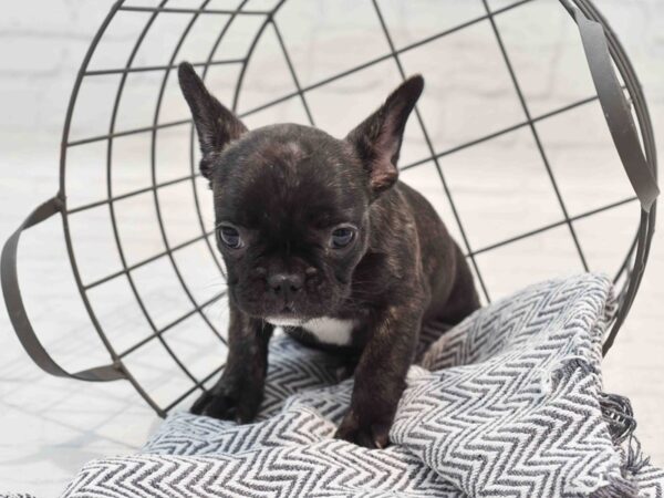 French Bulldog Dog Female Brindle 36224 Petland Novi, Michigan