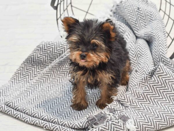 Yorkshire Terrier Dog Male Black & Tan 36225 Petland Novi, Michigan