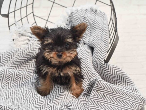 Yorkshire Terrier Dog Male Black & Tan 36226 Petland Novi, Michigan