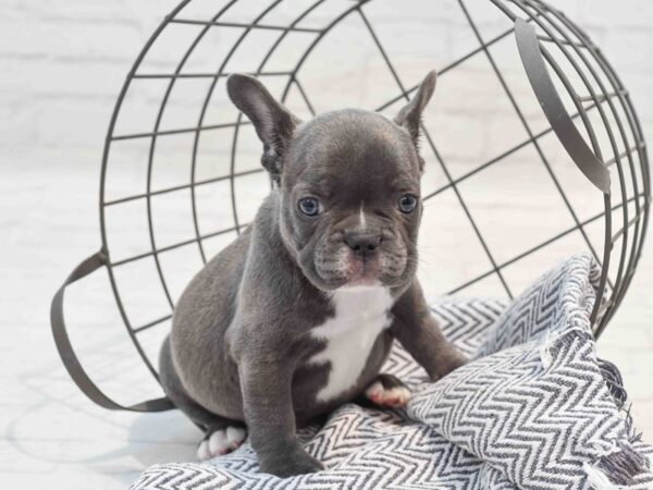 French Bulldog Dog Female Blue & White 36227 Petland Novi, Michigan