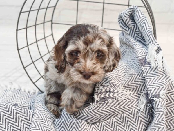 Cockapoo Dog Male Chocolate Merle 36228 Petland Novi, Michigan