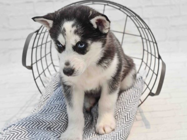 Siberian Husky-Dog-Female-Black & White-36234-Petland Novi, Michigan