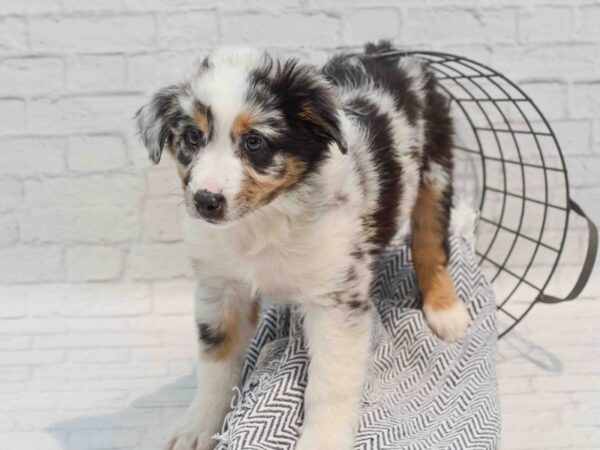 Australian Shepherd Dog Male Blue Merle 36235 Petland Novi, Michigan