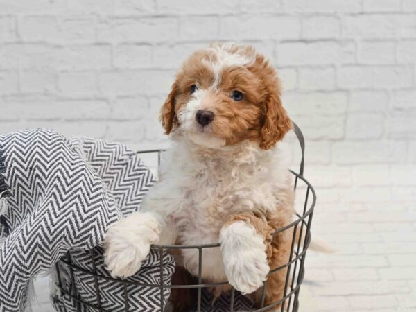 Aussiepoo Dog Male Tan & White 36236 Petland Novi, Michigan