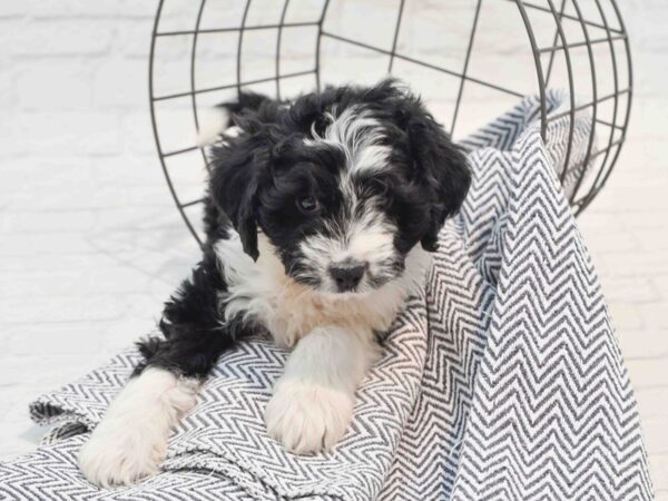 Aussiepoo Dog Male Black & White 36237 Petland Novi, Michigan