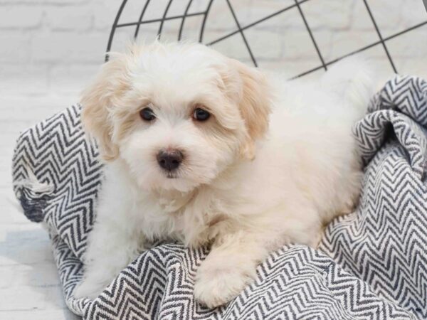 Coton De Tulear Dog Female White & Cream 36238 Petland Novi, Michigan