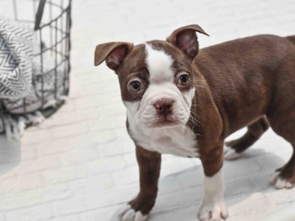 Boston Terrier Dog Female Chocolate & White 36239 Petland Novi, Michigan