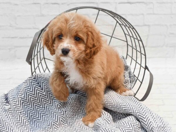 Cavapoo Dog Male Apricot & White 36240 Petland Novi, Michigan