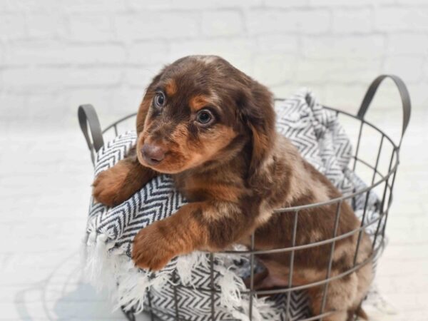 Dachshund-Dog-Male-Chocolate Dapple-36242-Petland Novi, Michigan