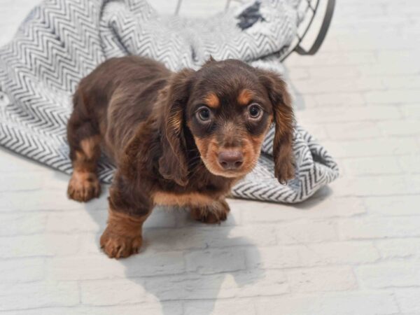 Dachshund Dog Female Chocolate & Tan 36243 Petland Novi, Michigan