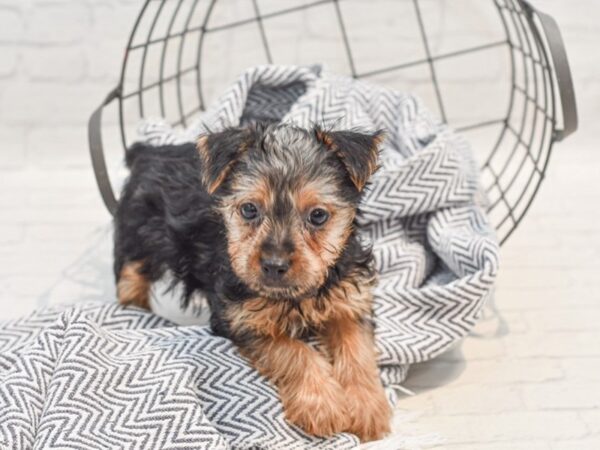 Silky Terrier Dog Male Black / Tan 36245 Petland Novi, Michigan