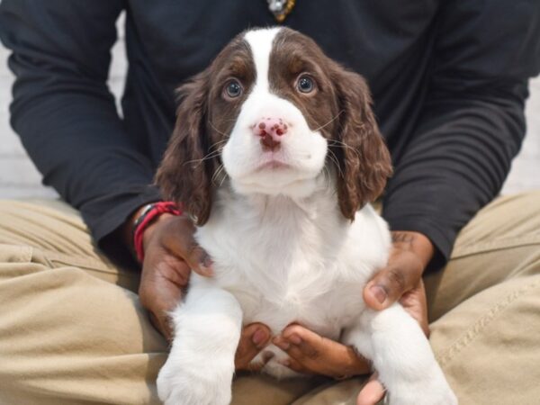 English Springer Spaniel Dog Male Liver / White 36246 Petland Novi, Michigan