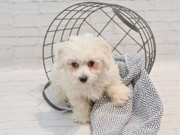 Bichon Frise Dog Male White 36247 Petland Novi, Michigan