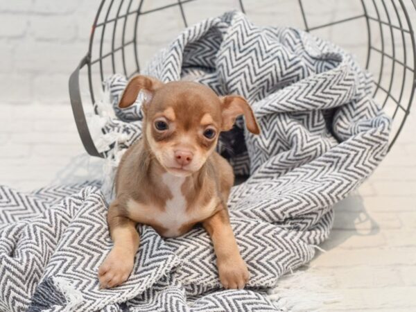 Chihuahua-Dog-Male-Chocolate and Tan-36248-Petland Novi, Michigan