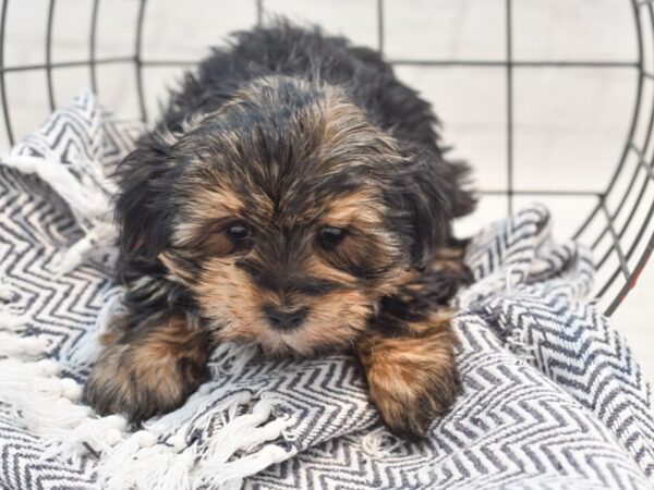 Morkie Dog Male Black & Tan 36249 Petland Novi, Michigan