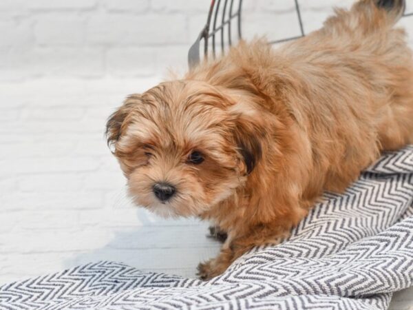 Morkie-Dog-Female-Brindle-36250-Petland Novi, Michigan